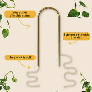 SELF WATERING PLANT CLIMBER