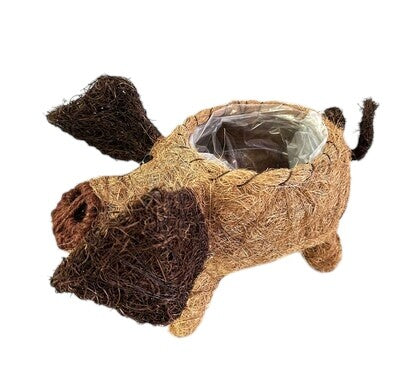 HUSK PIG