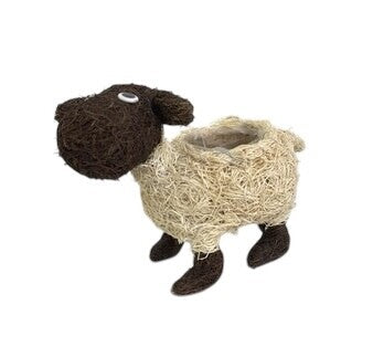HUSK SHEEP