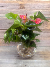 Hydroponic Anthurium Available