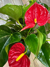 Hydroponic Anthurium Available