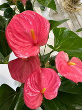 Hydroponic Anthurium Available
