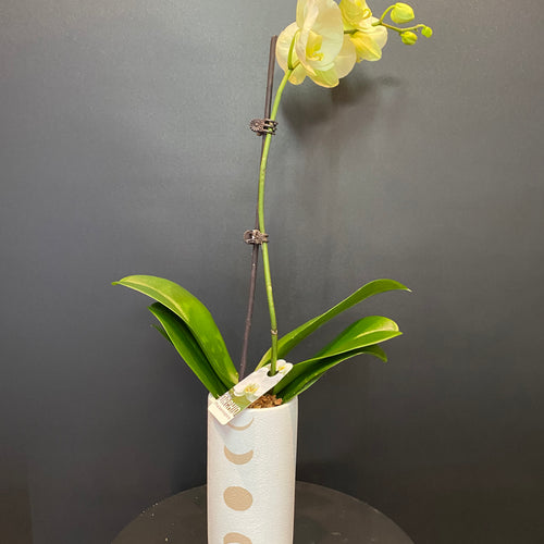Single stemmed Phalaenopsis Orchid  in white ceramic Vessel