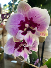 Single stemmed Phalaenopsis Orchid  in white ceramic Vessel