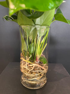 Hydroponic Anthurium