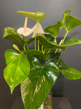 Hydroponic Anthurium-with Greeting Card