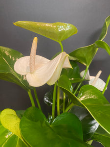 Hydroponic Anthurium-with Greeting Card