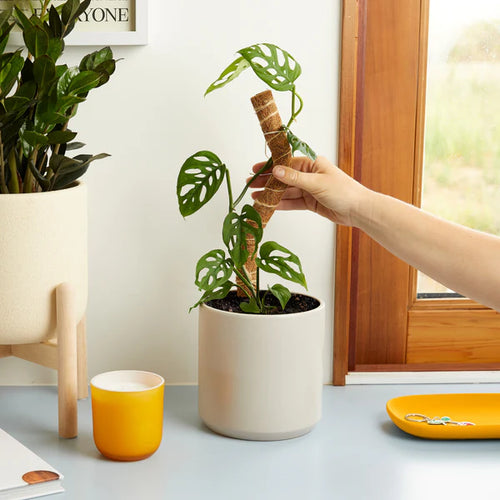 WE THE WILD Coco Climber Stackable Grow Pole